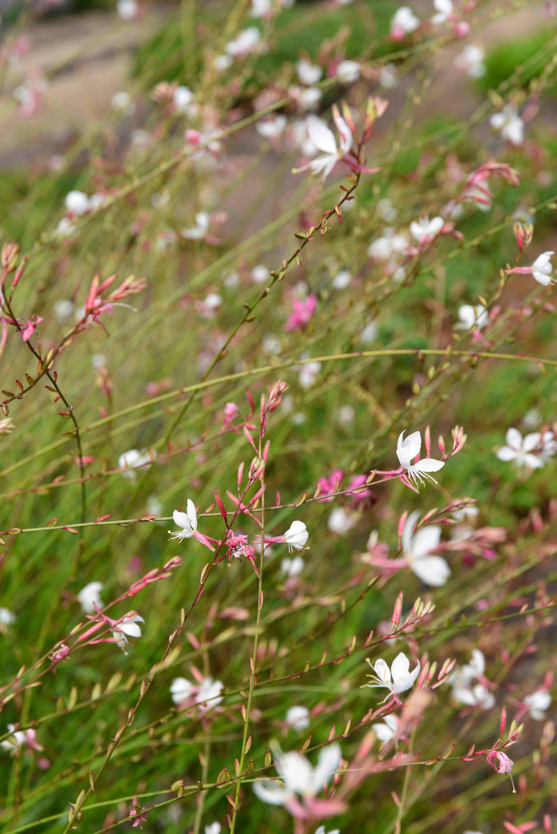 Gaura Whirling Butterflies - 1 Gallon