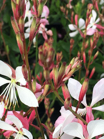 Gaura Whirling Butterflies - 1 Gallon