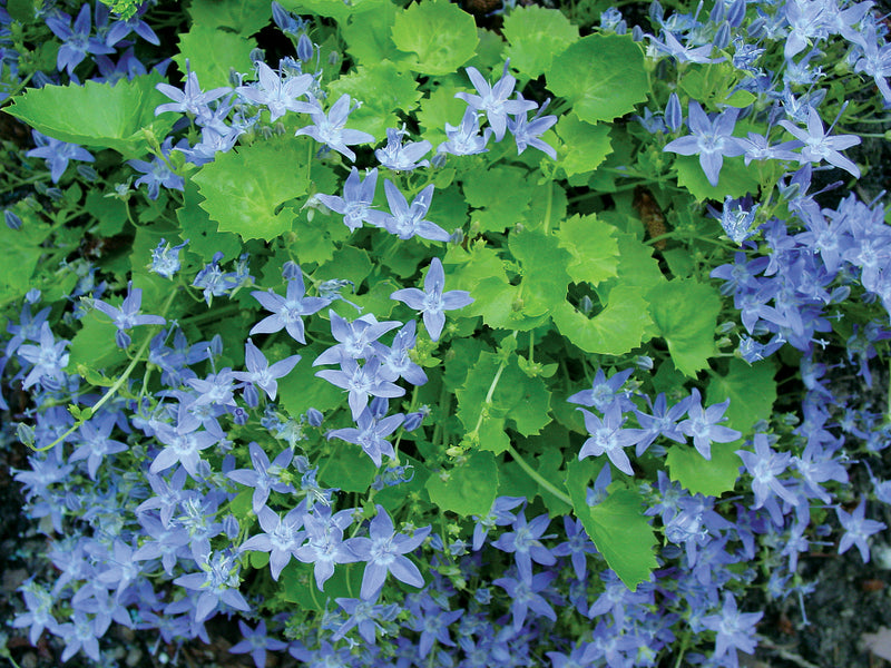 Campanula Dicksons Gold - 3.5"