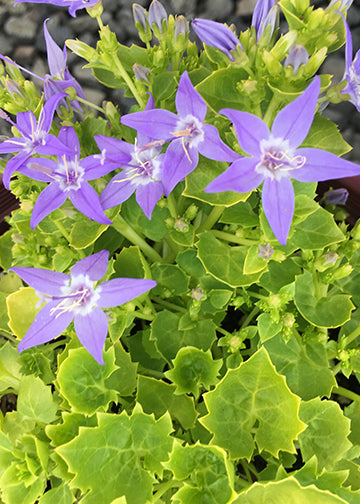 Campanula Dicksons Gold - 3.5"
