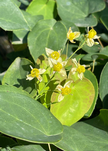 Epimedium Colchicum - Quart