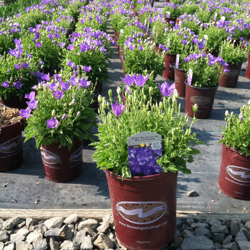 Campanula Deep Blue Clips - 3.5"