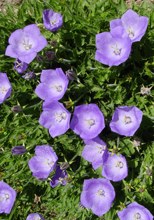 Campanula Deep Blue Clips - 3.5"