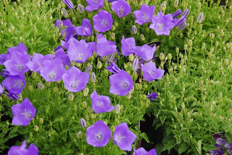 Campanula Deep Blue Clips - 3.5"