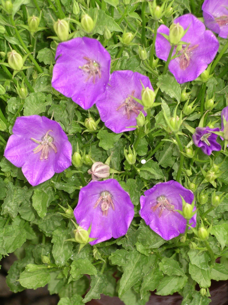 Campanula Deep Blue Clips - 3.5"