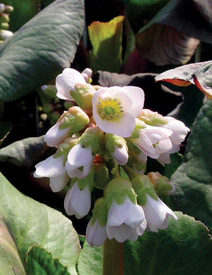Bergenia Baby Doll - 1 Gallon