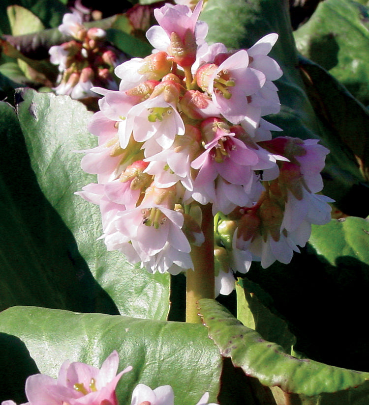 Bergenia Baby Doll - 1 Gallon