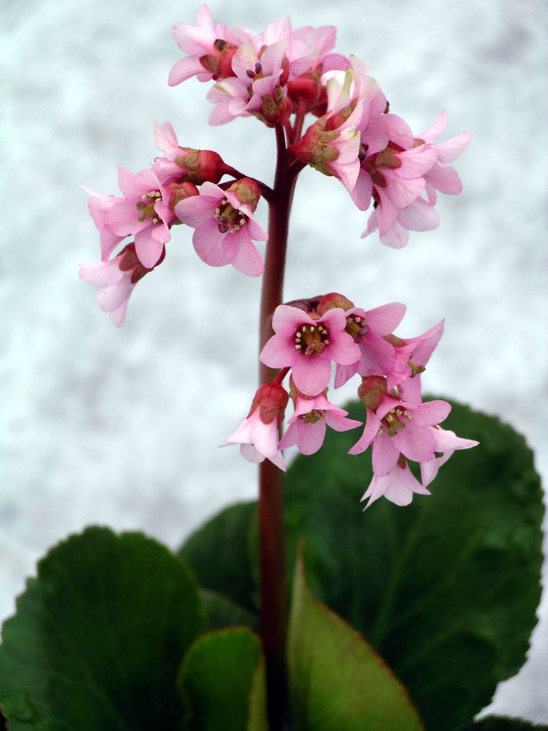 Bergenia Baby Doll - 1 Gallon