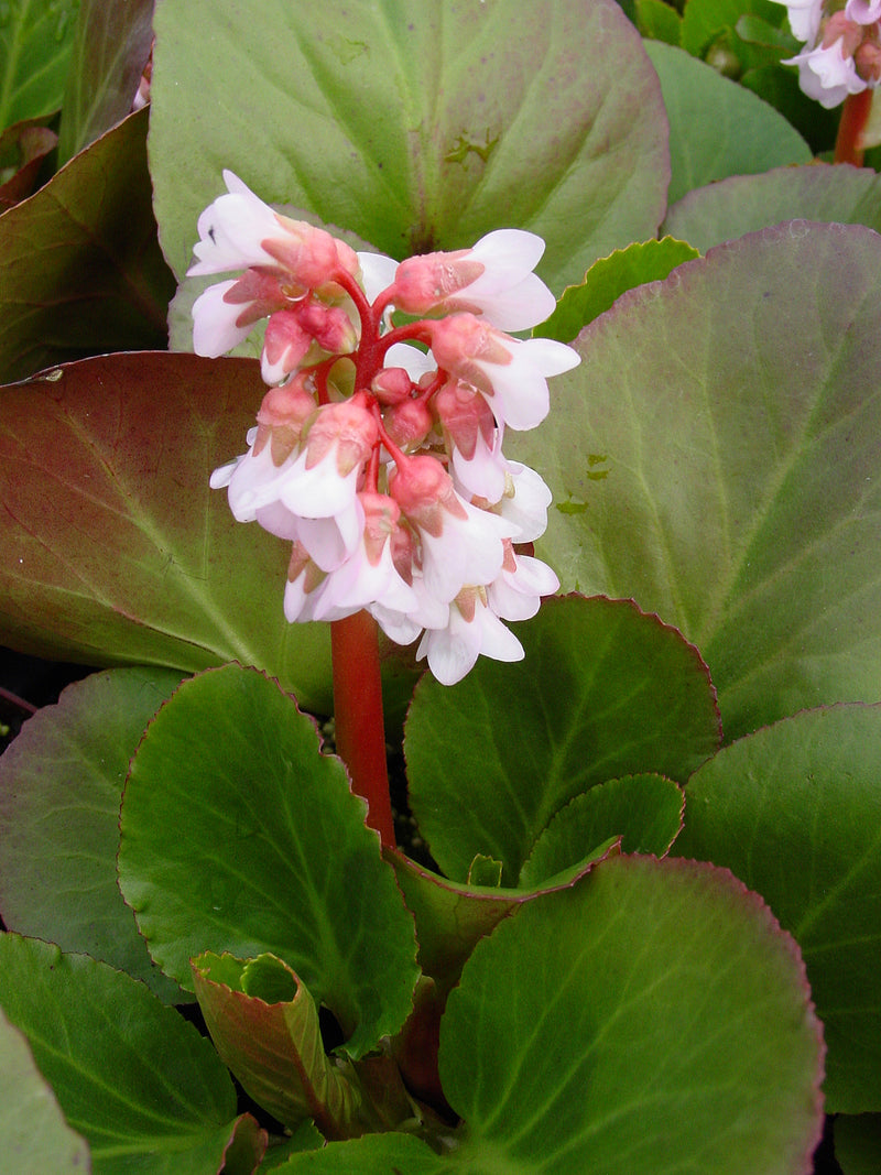 Bergenia Baby Doll - 1 Gallon