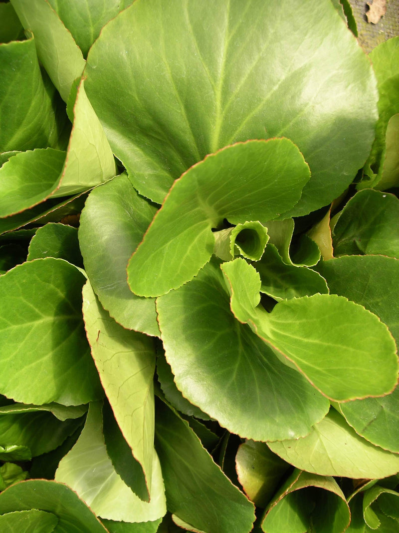 Bergenia Baby Doll - 1 Gallon