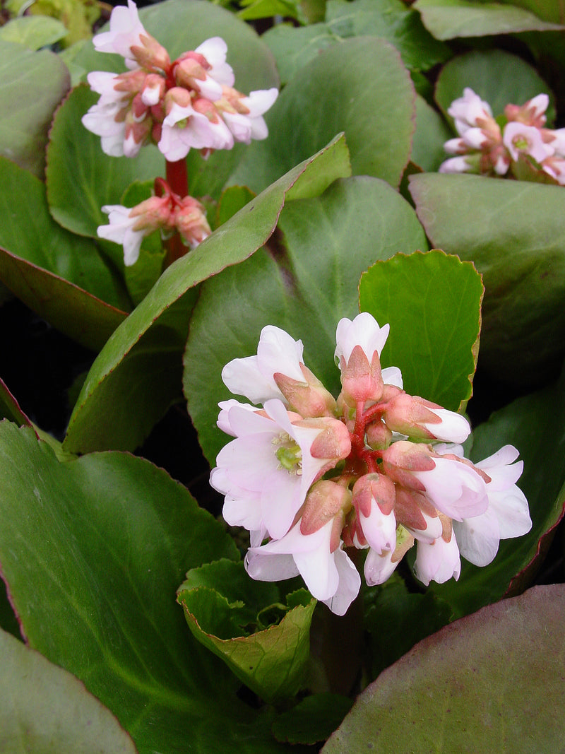 Bergenia Baby Doll - 1 Gallon
