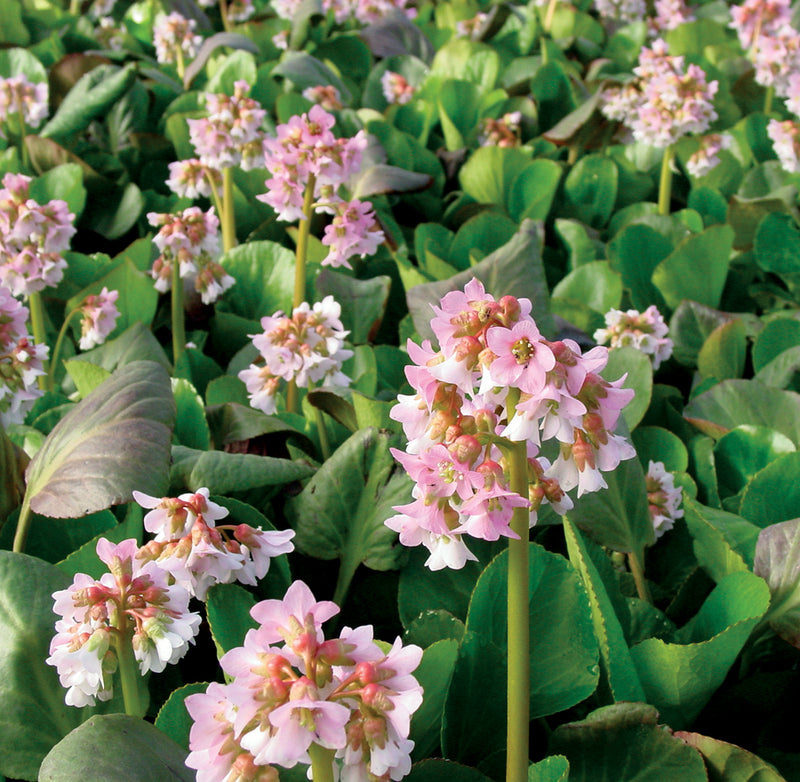 Bergenia Baby Doll - 1 Gallon