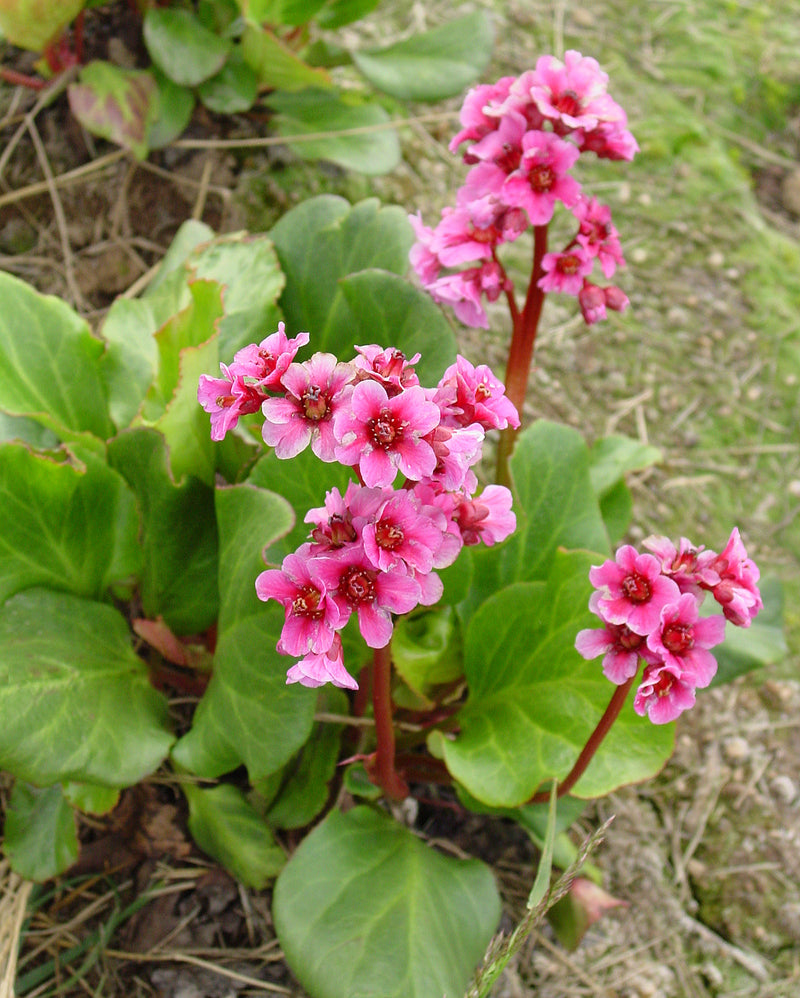 Bergenia Baby Doll - 1 Gallon