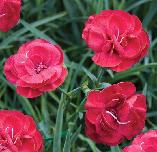 Dianthus Cottage Rubys Tuesday - Quart