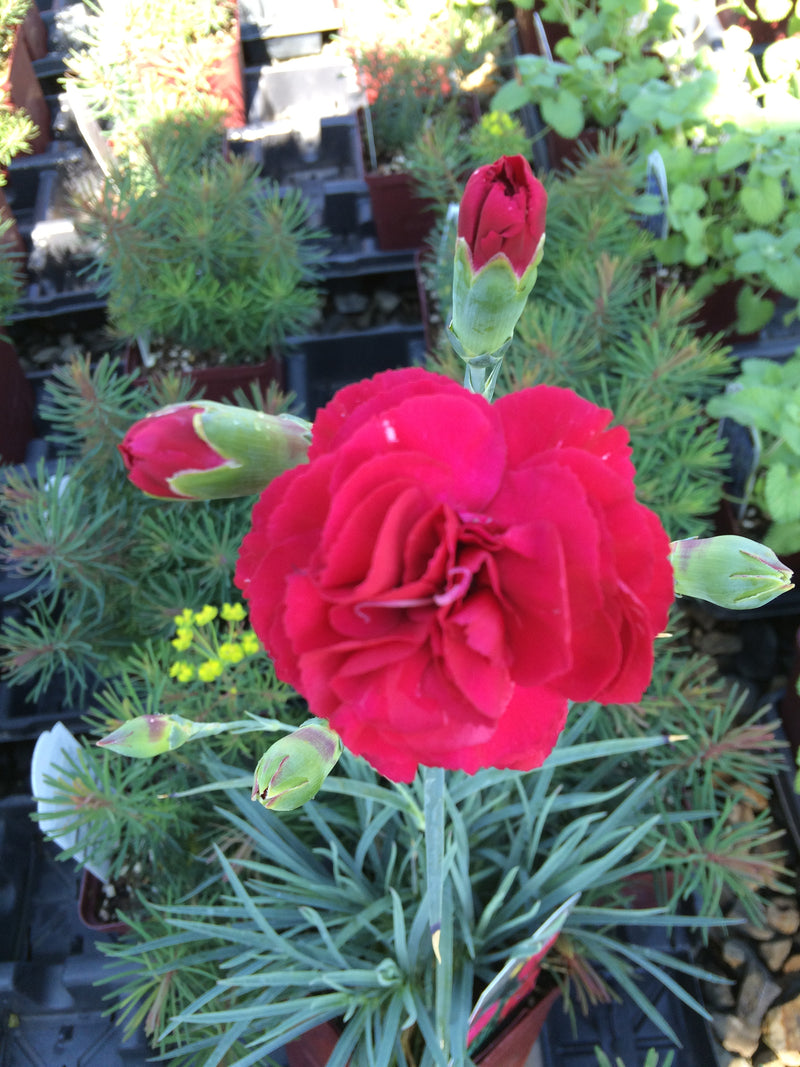Dianthus Cottage Rubys Tuesday - Quart