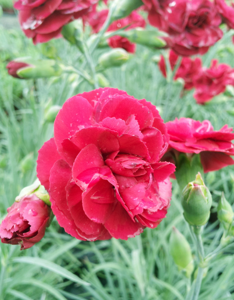 Dianthus Cottage Rubys Tuesday - Quart