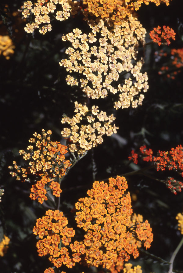 Achillea Terra Cotta - 1 Gallon