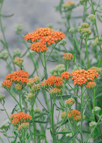 Achillea Terra Cotta - 1 Gallon