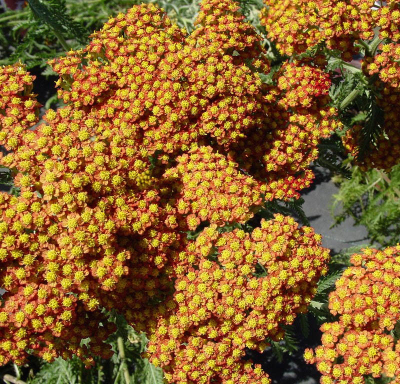 Achillea Terra Cotta - 1 Gallon