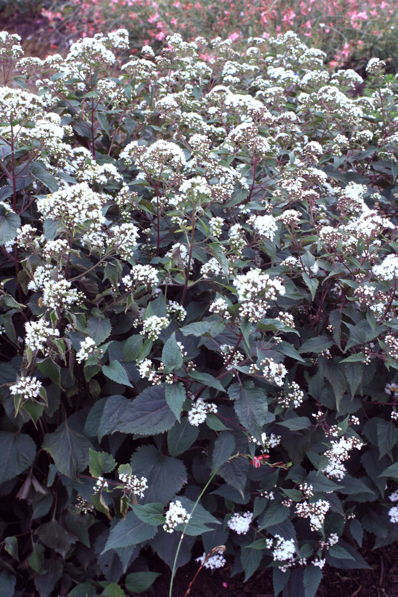 Eupatorium (Joe Pye) Chocolate - 1 Gallon