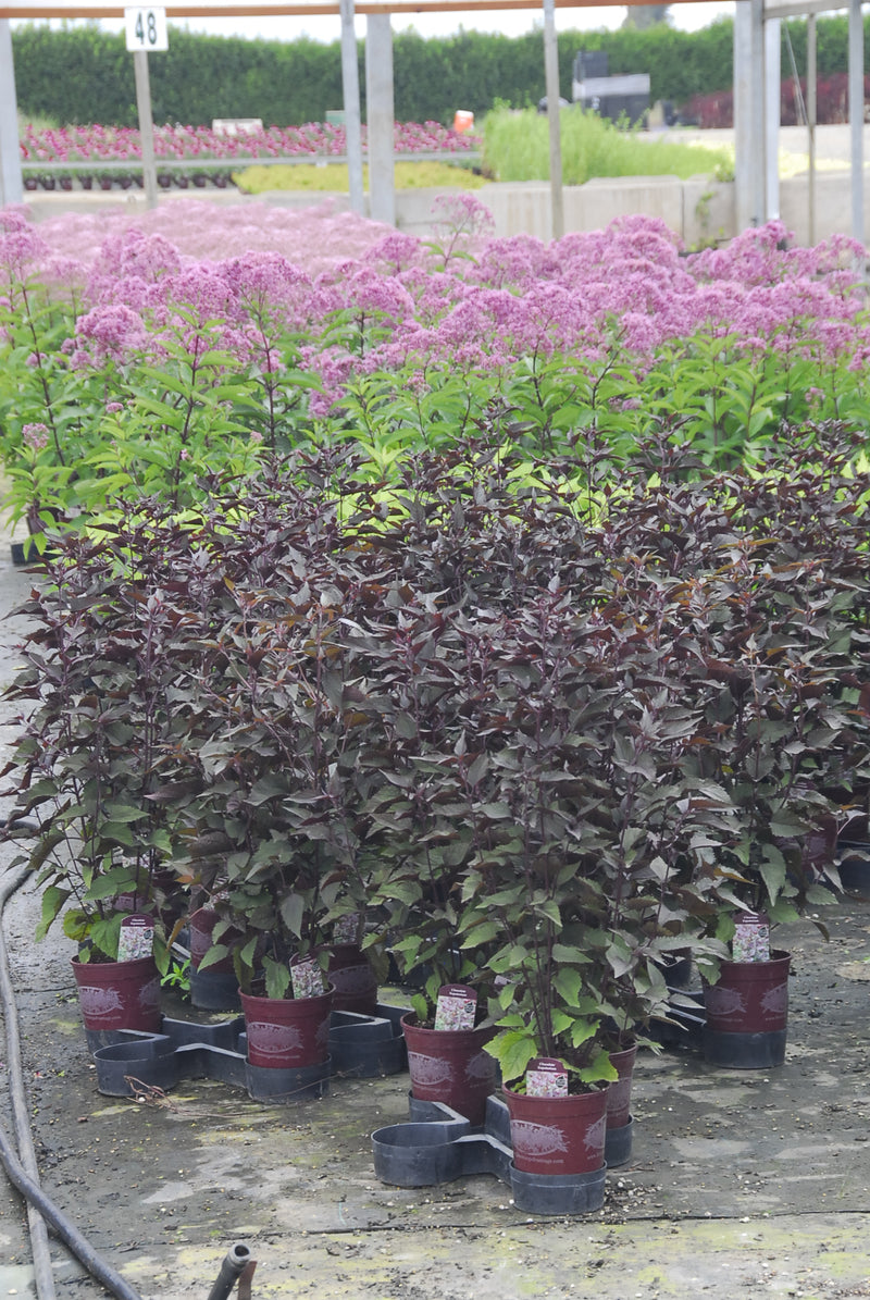 Eupatorium (Joe Pye) Chocolate - 1 Gallon