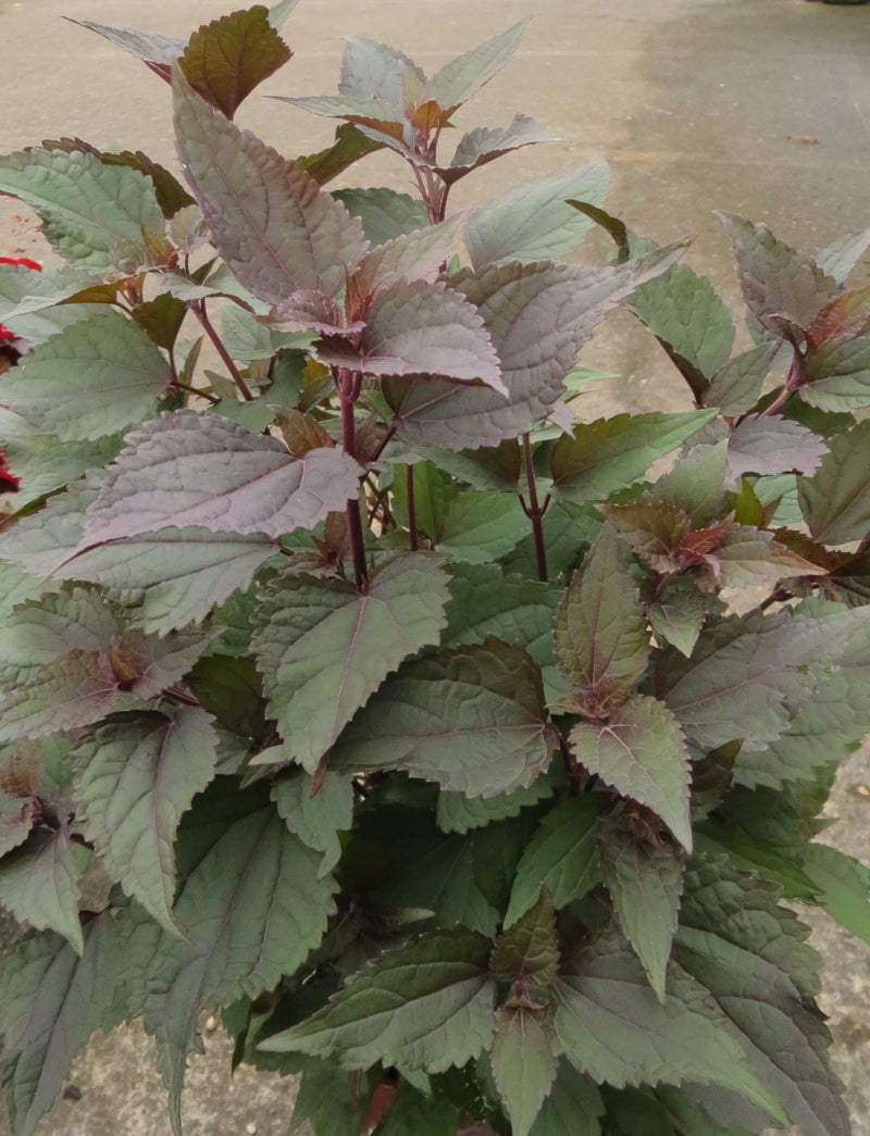 Eupatorium (Joe Pye) Chocolate - 1 Gallon