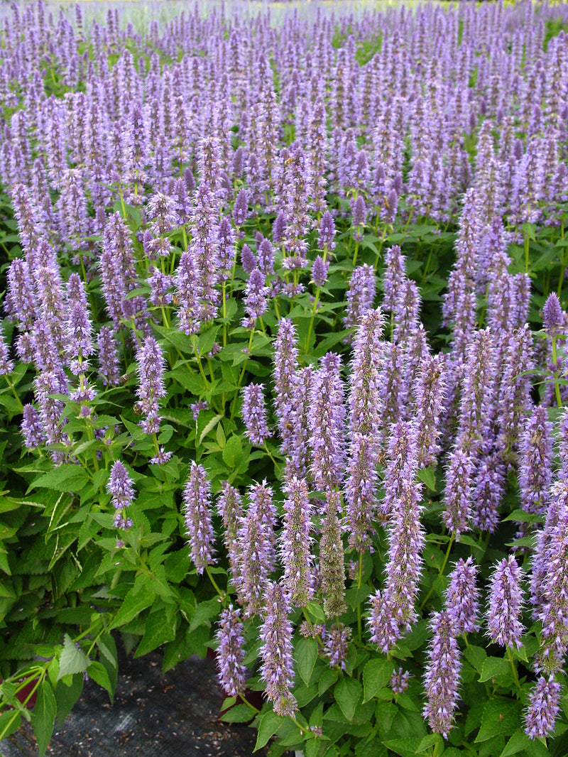 Agastache Blue Fortune - 1 Gallon