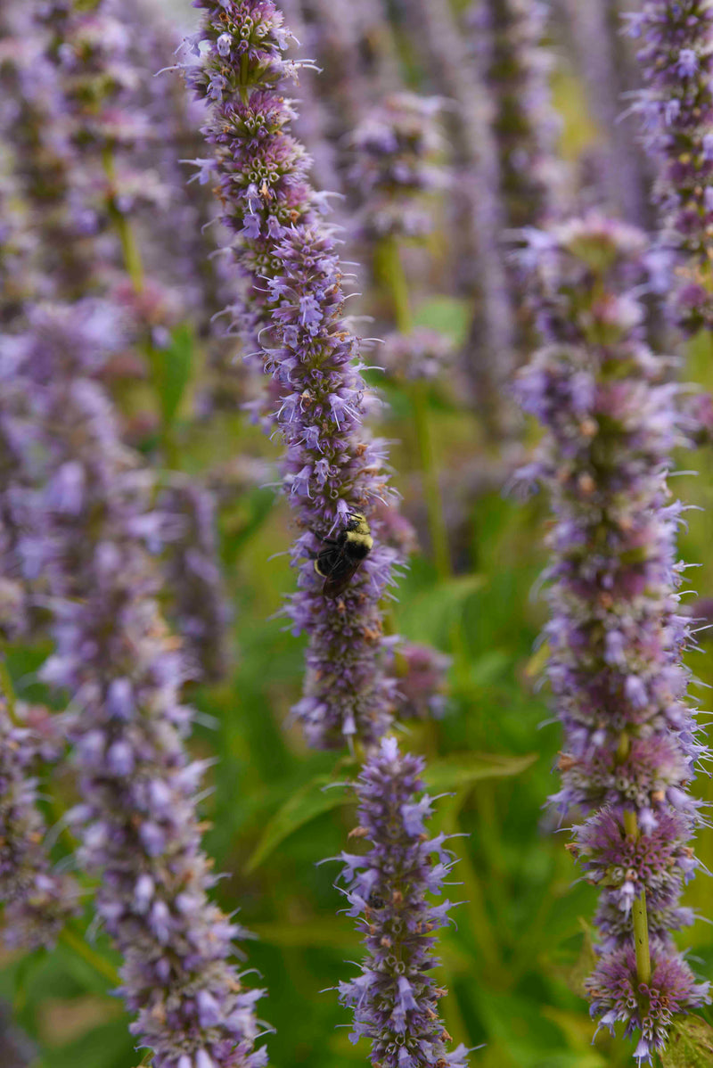 Agastache Blue Fortune - 1 Gallon