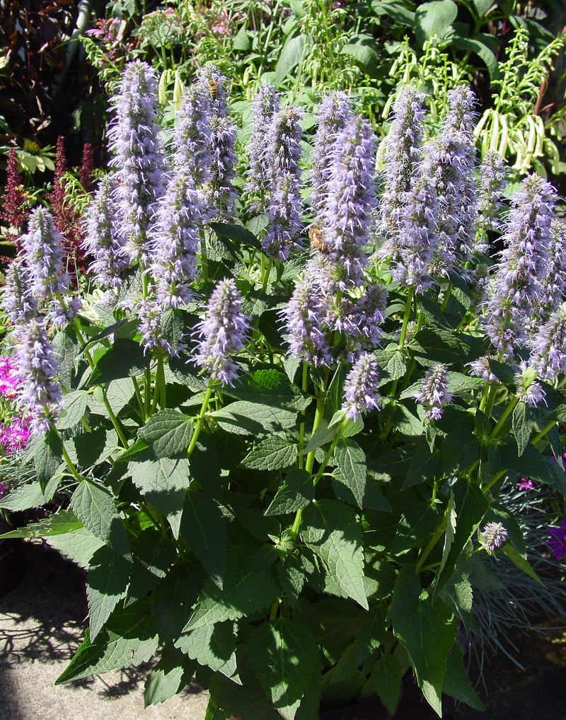Agastache Blue Fortune - 1 Gallon