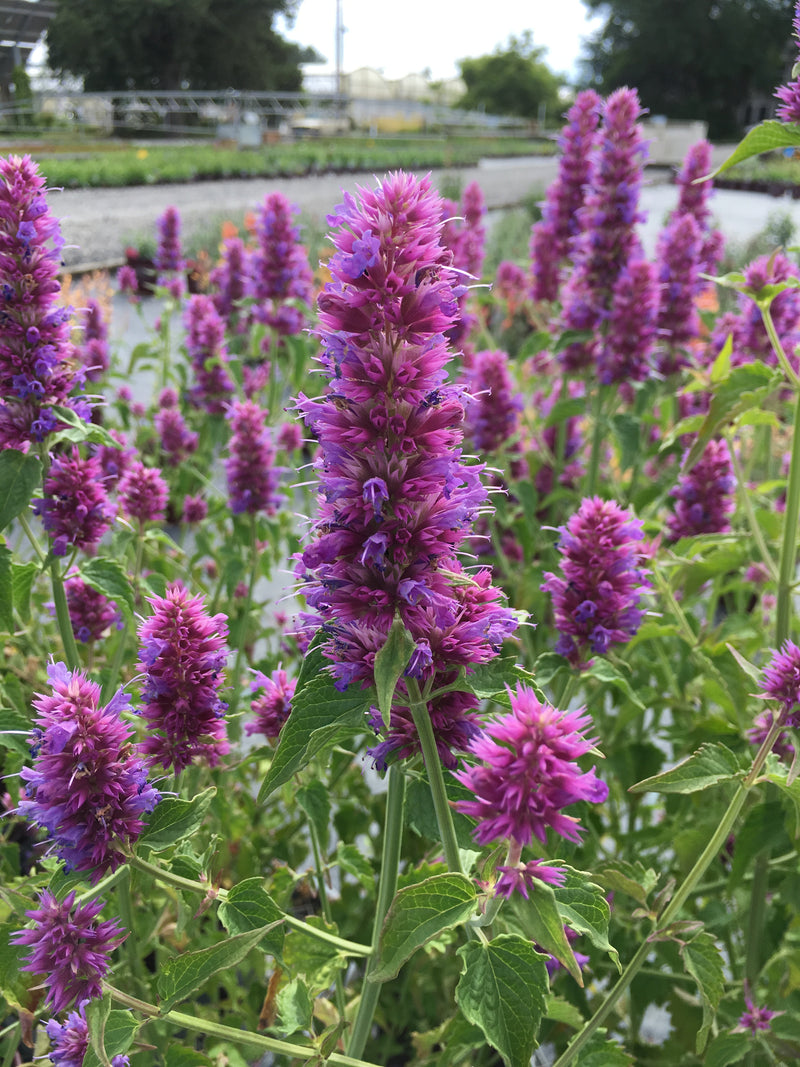Agastache Blue Fortune - 1 Gallon
