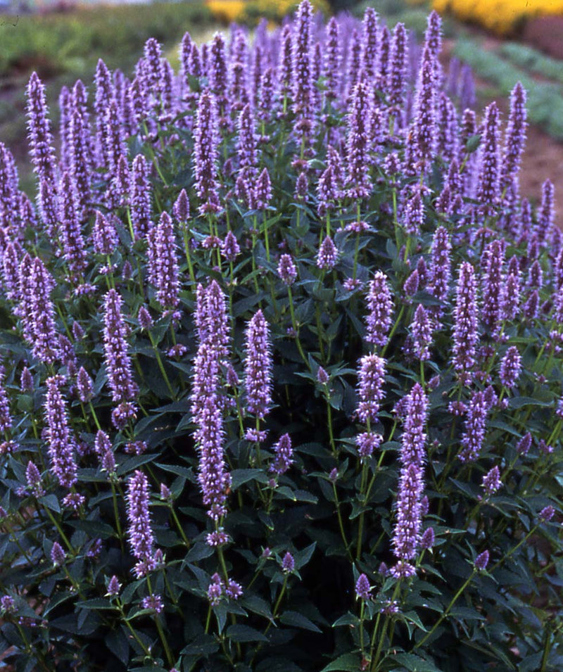 Agastache Blue Fortune - 1 Gallon