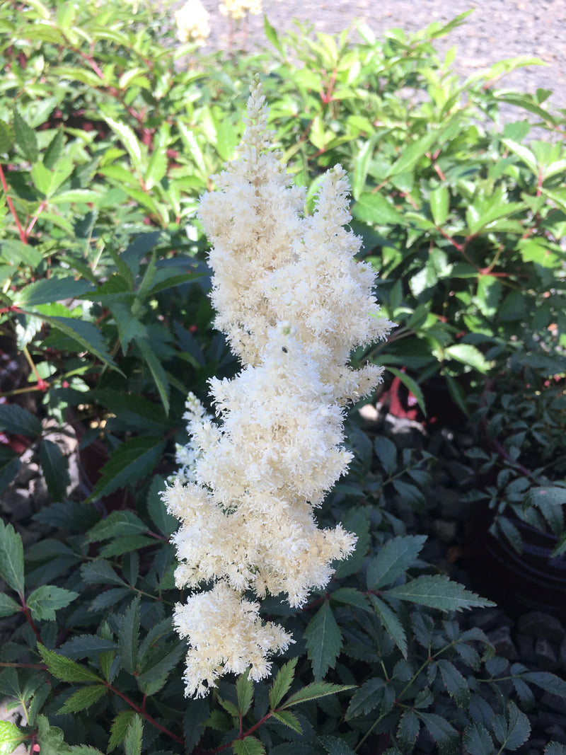 Astilbe White Gloria - 1 Gallon
