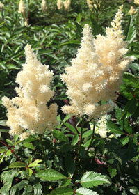 Astilbe White Gloria - 1 Gallon