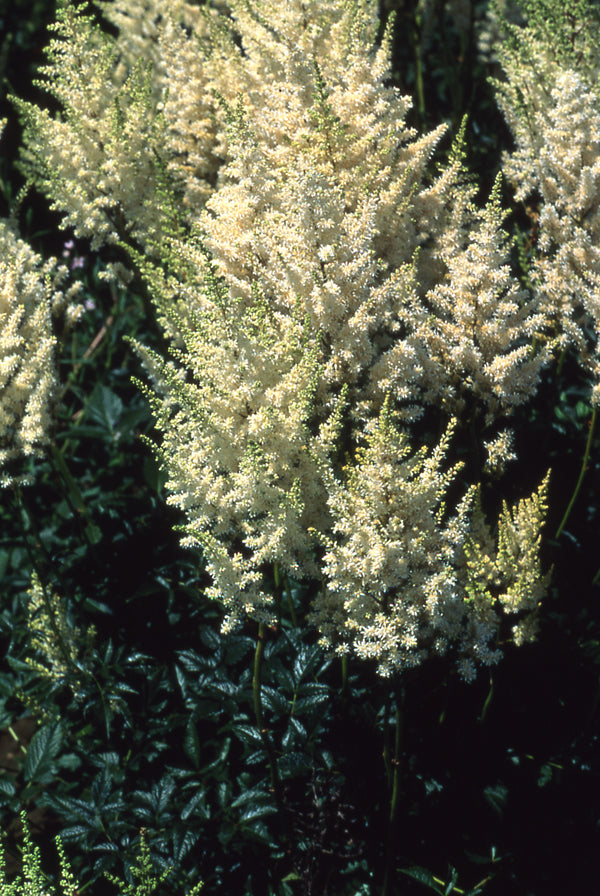 Astilbe White Gloria - 1 Gallon