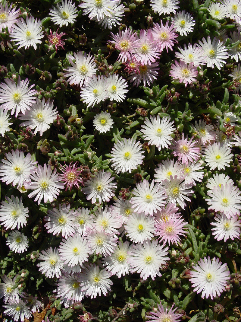 Delosperma Oberg - 3.5"