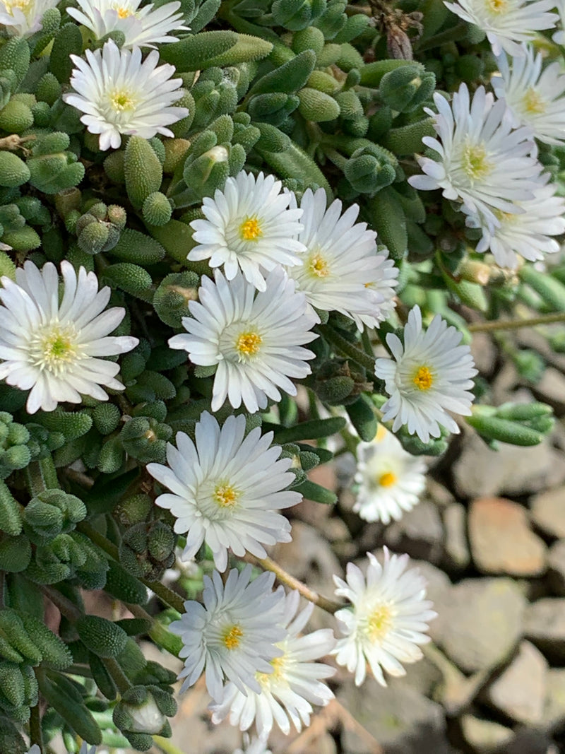 Delosperma Oberg - 3.5"
