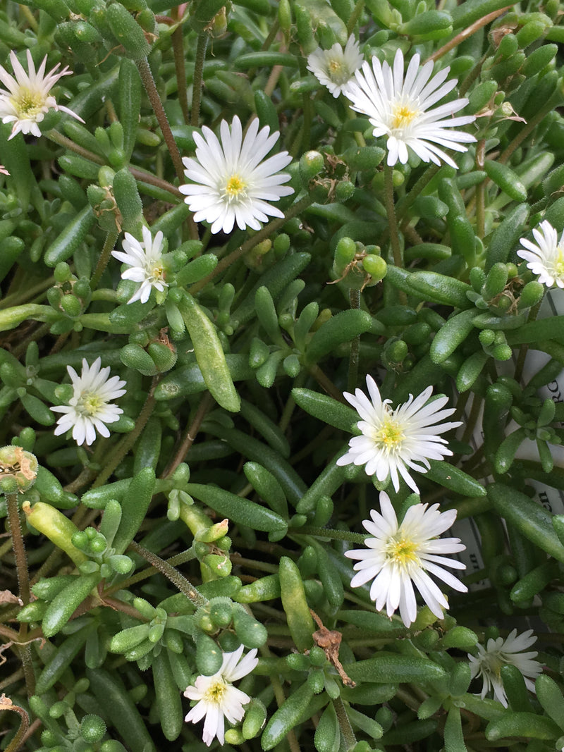 Delosperma Oberg - 3.5"