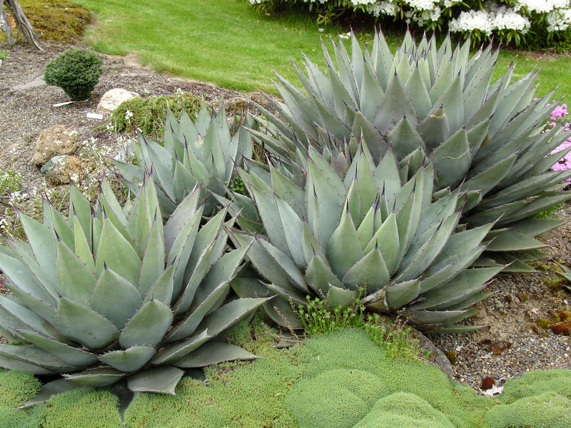Agave parryi - 1 Gallon