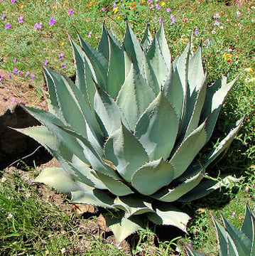 Agave parryi - 1 Gallon