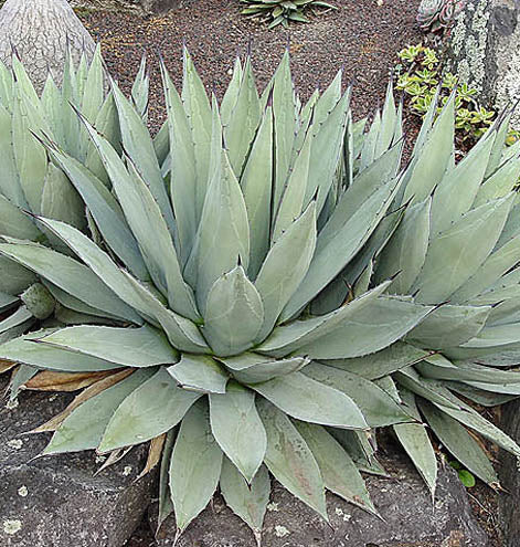 Agave parryi - 1 Gallon