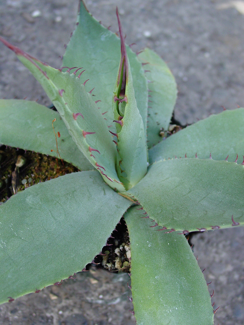 Agave parryi - 1 Gallon
