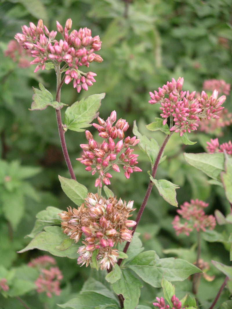 Eupatorium (Joe Pye) Flore Plenum - 1 Gallon