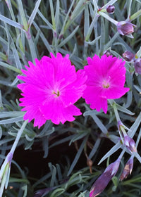 Dianthus Firewitch - Quart
