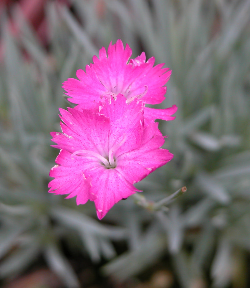 Dianthus Firewitch - Quart