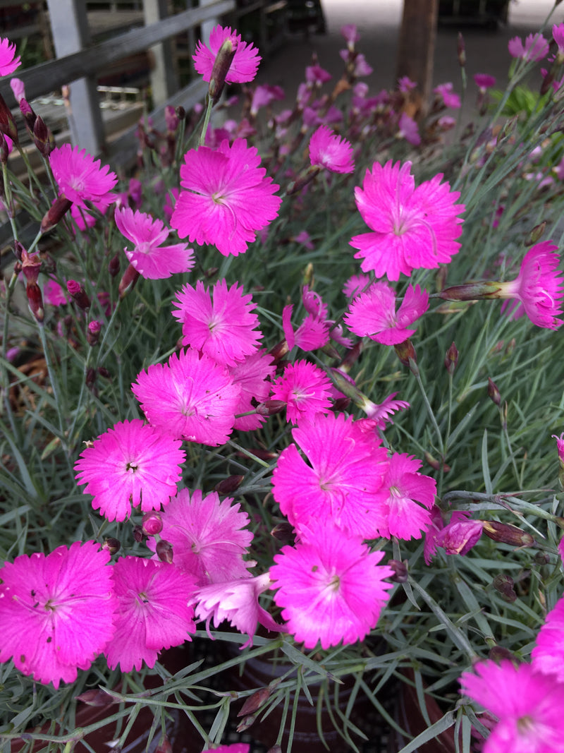 Dianthus Firewitch - Quart