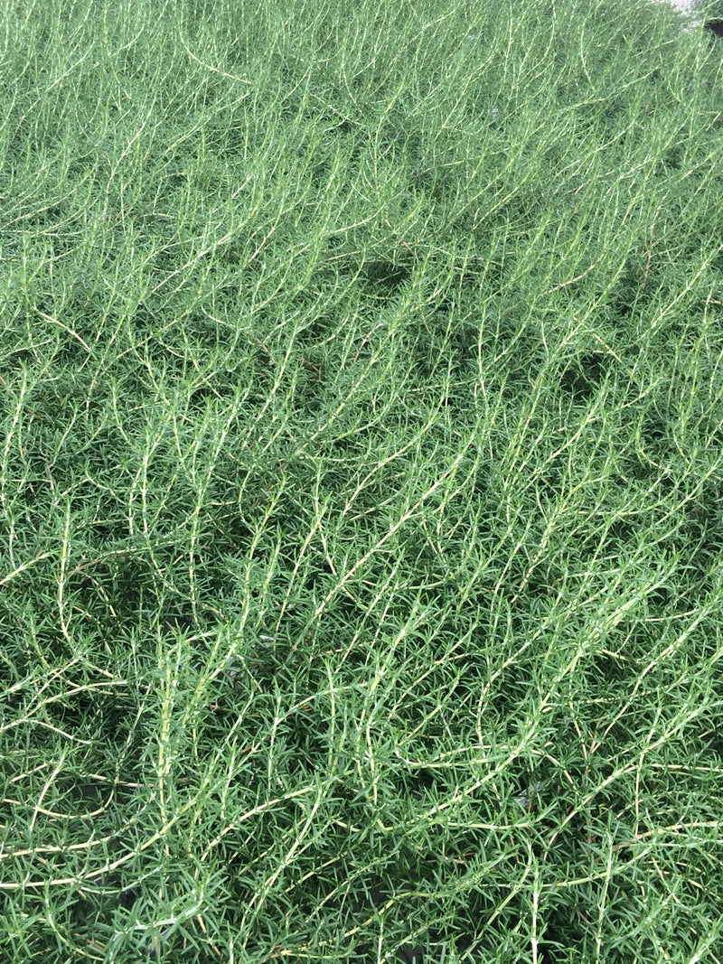 Rosemary Trailing Irene - 1 Gallon