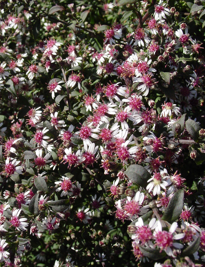 Aster Prince - 1 Gallon