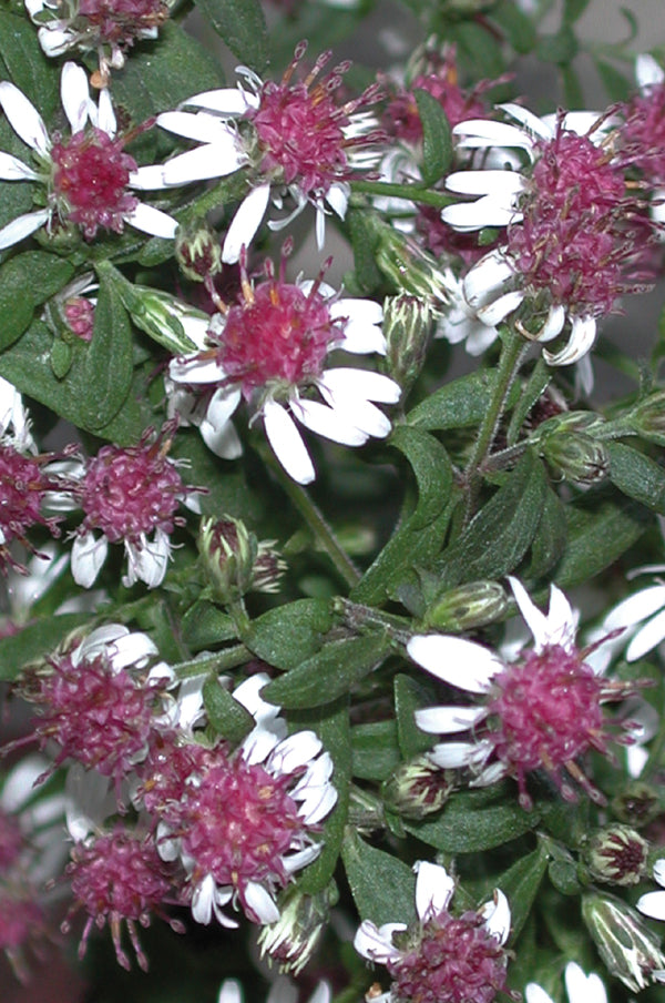 Aster Prince - 1 Gallon
