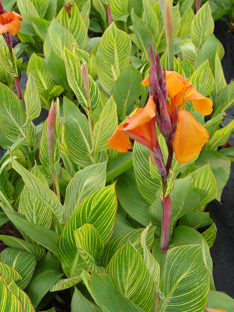 Canna Bengal Tiger - 1 Gallon
