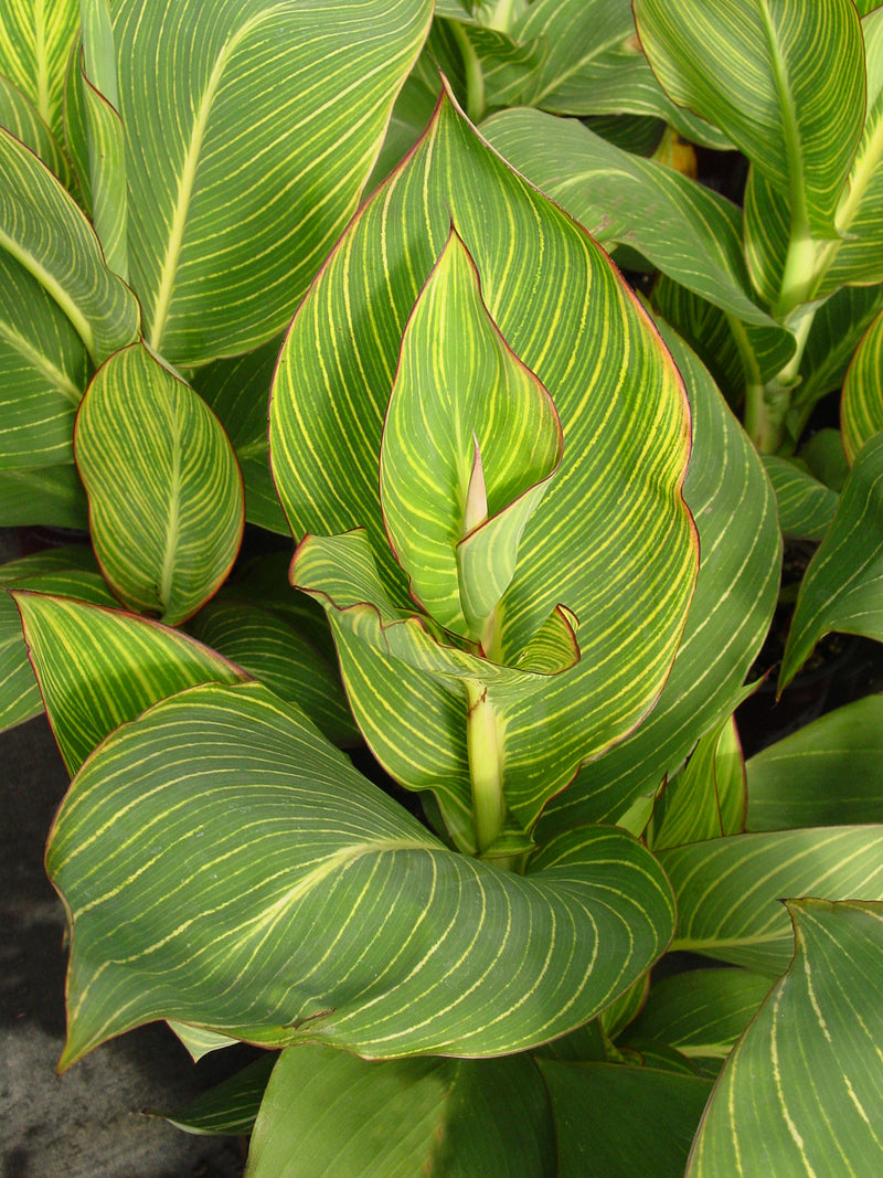 Canna Bengal Tiger - 1 Gallon